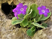 Primula albenensis (Primula del Monte Alben) – 12magg22-FOTOGALLERY